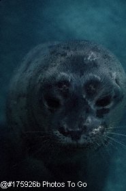 Harbor seal (close-up)